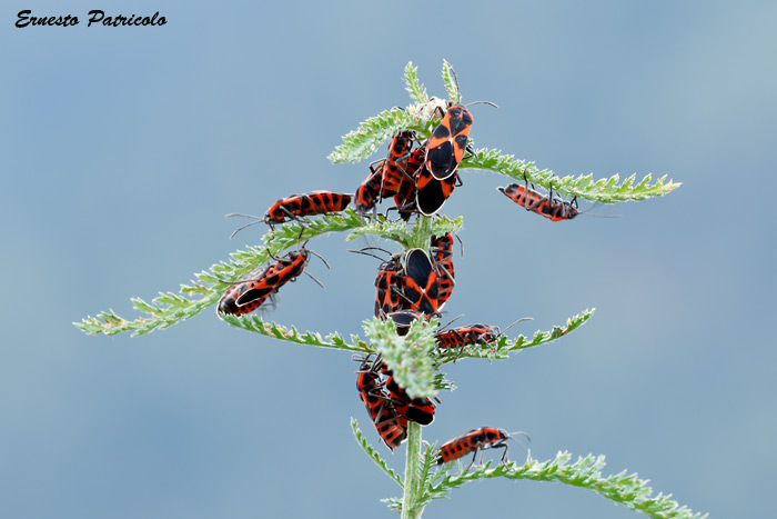 cimici da identificare:Tropidothorax leucopterus